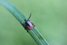 How Tick Tape Can Help Protect Your Home and Family from Tick-Borne Threats