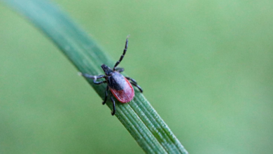 How Tick Tape Can Help Protect Your Home and Family from Tick-Borne Threats