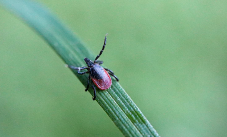 How Tick Tape Can Help Protect Your Home and Family from Tick-Borne Threats