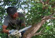 Timing is Key: When to Call for Professional Tree Trimming Services