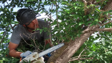 Timing is Key: When to Call for Professional Tree Trimming Services