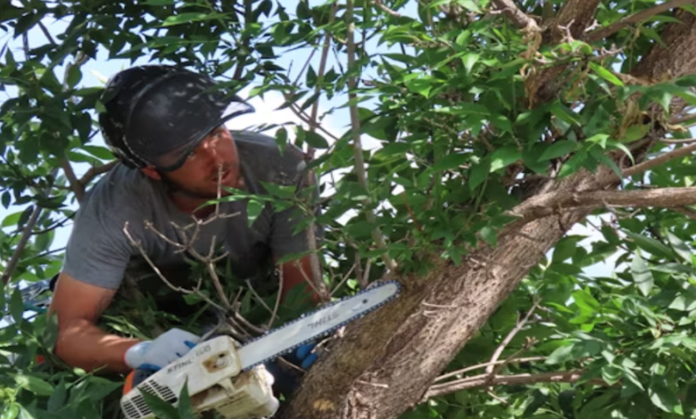 Timing is Key: When to Call for Professional Tree Trimming Services