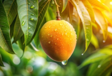 Mango Leaves for Health: Why Traditional Remedies Are Making a Comeback