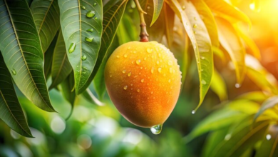 Mango Leaves for Health: Why Traditional Remedies Are Making a Comeback